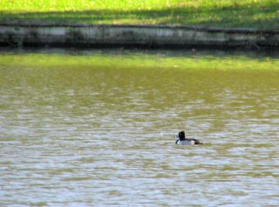 12-14-04 Ring-necked Duck lifer2.jpg