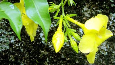 Alamanda.jpg