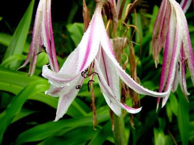 Seychelles_Lily.jpg