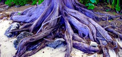 cedar_tree_roots.jpg