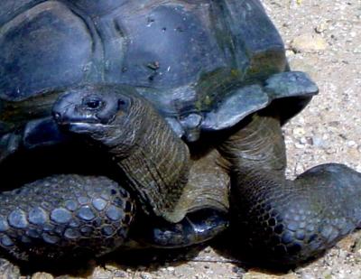 giant_tortoise2.jpg