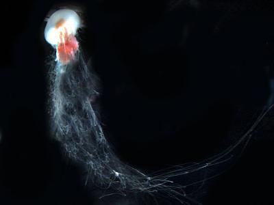 u6/tlmurp84/medium/35307346.LionsManeJellyFish.jpg