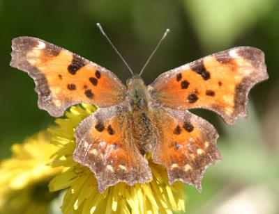 Green Comma - Polygonia faunus (spring)
