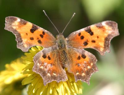 Green Comma - Polygonia faunus  (spring)