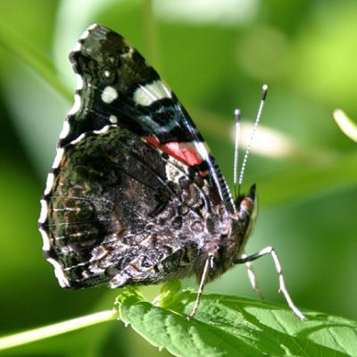 Red Admiral - Vanessa atalanta