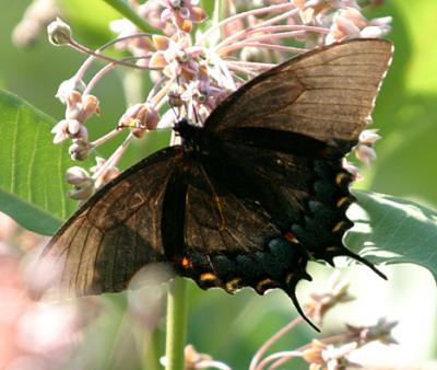 Eastern Tiger Swallowtail (dark form) - Papilio glaucus
