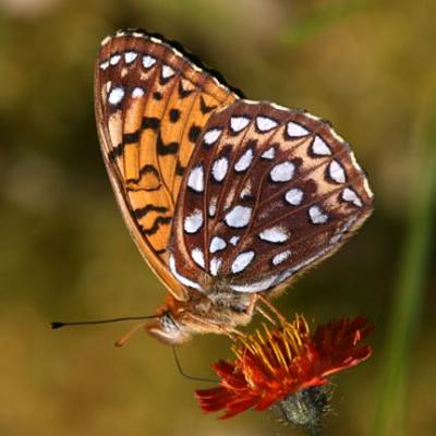 Atlantis Fritillary - Speyeria atlantis