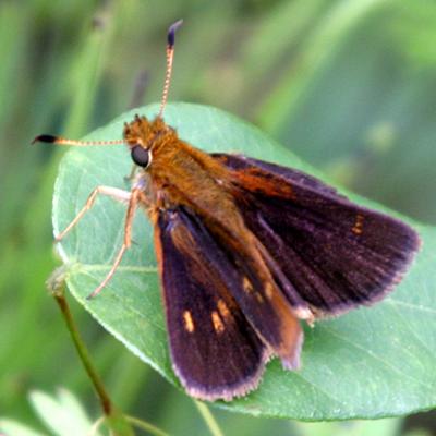 Mulberry Wing - Poanes massasoit