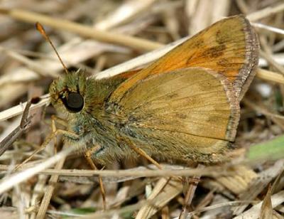 Indian Skipper - Hesperia sassacus