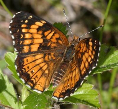 Harris' Checkerspot - Chlosyne harrisii