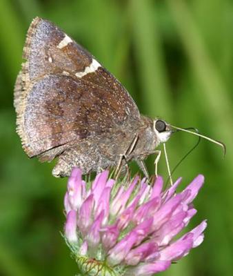 Southern Cloudywing - Thorybes bathyllus