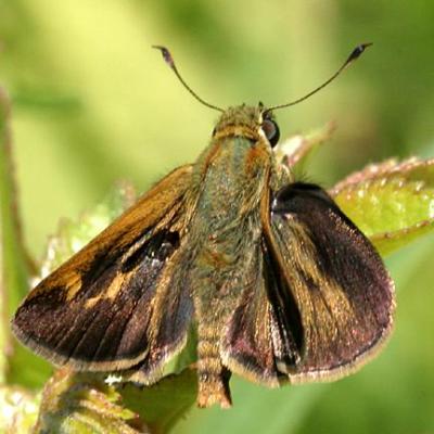 Northern Broken Dash - Wallengrenia egeremet, male