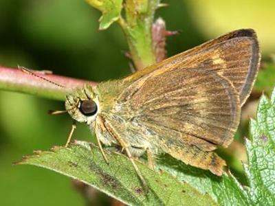 Northern Broken Dash - Wallengrenia egeremet