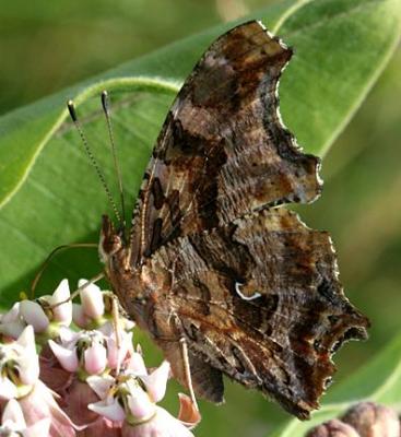 Eastern Comma - Polygonia comma on milkweed