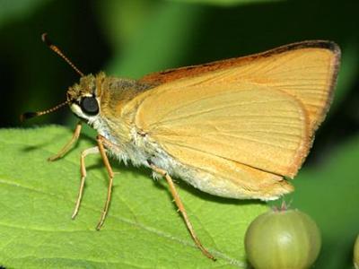 Delaware Skipper - Anatrytone logan