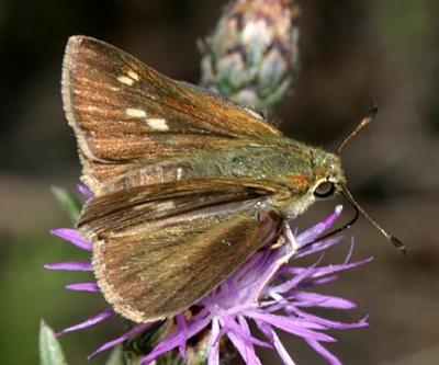 Northern Broken Dash - Wallengrenia egeremet (female)