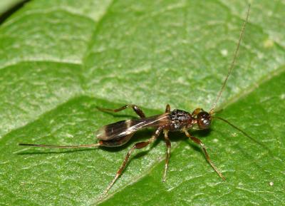 Braconid Wasps - subfamily Doryctinae