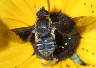 Paravilla separata