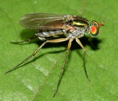 Dolichopus variabilis