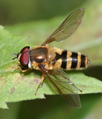 Syrphus sp.