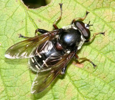 Sericomyia militaris