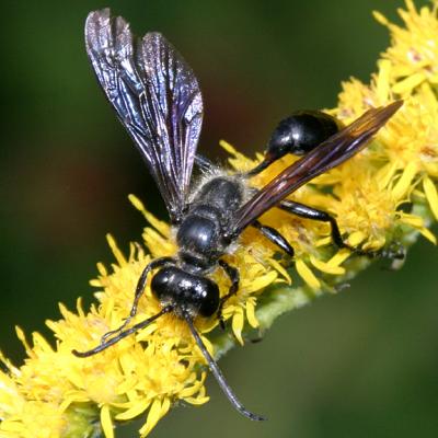 Isodontia mexicana