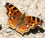 Compton Tortoiseshell - Nymphalis vaualbum, summertime