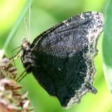 Mourning Cloak - Nymphalis antiopa