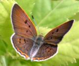 Bog Copper - Lycaena epixanthe