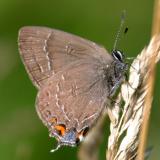 Banded Hairstreak - Satyrium calanus