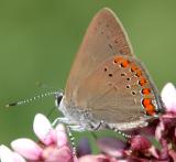 Coral Hairstreak - Satyrium titus