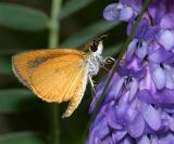 Least Skipper - Ancyloxypha numitor