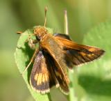 Long Dash - Polites mystic (male)