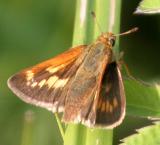 Long Dash - Polites mystic (female)