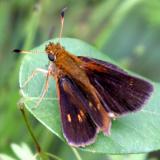 Mulberry Wing - Poanes massasoit