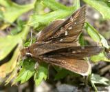 Dusted Skipper - Atrytonopsis hianna