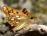 Arctic Skipper - Carterocephalus palaemon