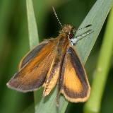 European Skipper - Thymelicus lineola