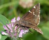 Southern Cloudywing - Thorybes bathyllus