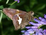 Silver-spotted Skipper - Epargyreus clarus