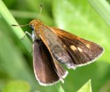Two-spotted Skipper - Euphyes bimacula  (female)