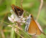 Two-spotted Skipper - Euphyes bimacula