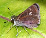 Little Glassywing - Pompeius verna