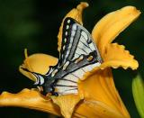 Canadian Tiger Swallowtail - Papilio canadensis in a day lily