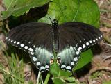 Spicebush Swallowtail - Papilio troilus