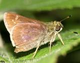 Little Glassywing - Pompeius verna