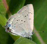 leucistic Acadian Hairstreak - Satyrium acadica