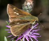 Northern Broken Dash - Wallengrenia egeremet (female)