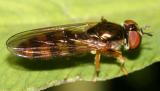 Platycheirus sp. (female)