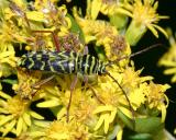 Locust Borer -  Megacyllene robiniae